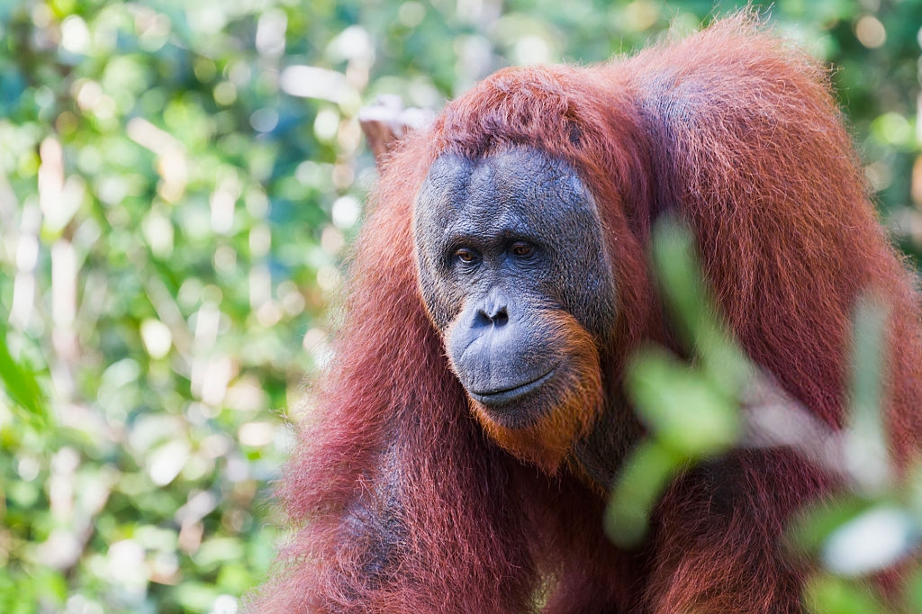 Referensi Tempat Wisata di Indonesia | Orangutan Pondok Tanggui Taman Nasional Tanjung Puting